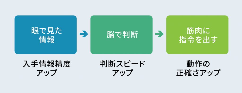 目で見た情報→脳で判断→筋肉に指令を出す