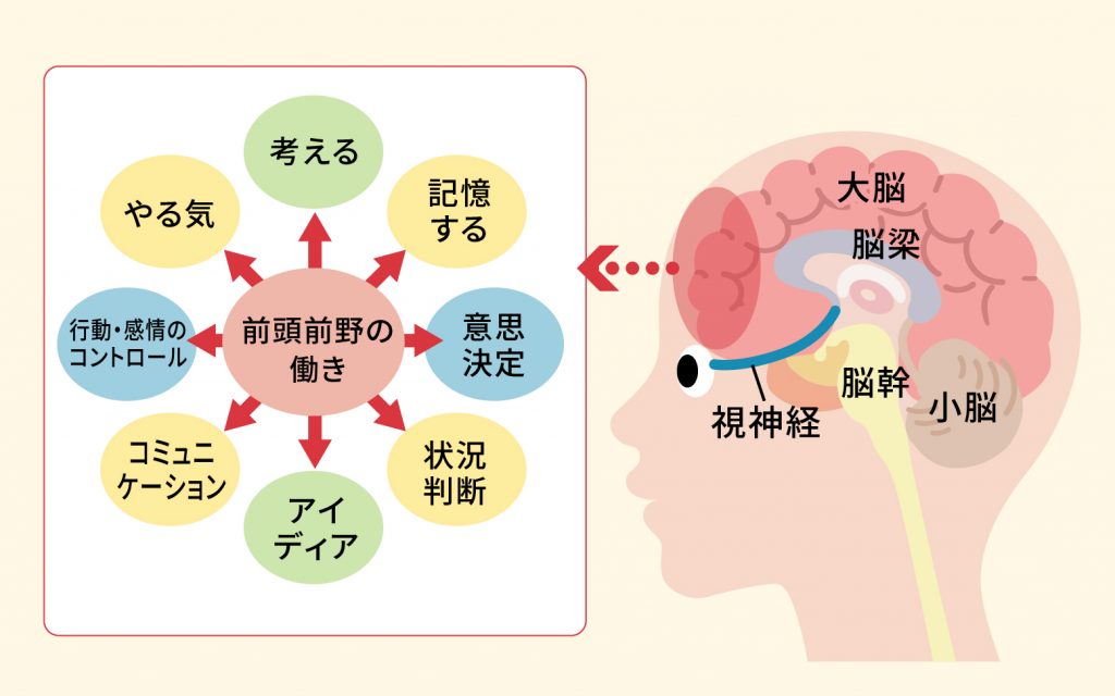 眼球運動をすることで脳（前頭前野）が活性化